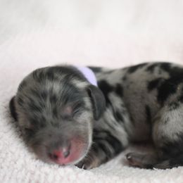 Expresso. - Dapple male Dachshund puppy in Venice, Florida from Seaside kennels