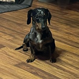 Zoey - Dachshund