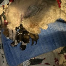 Shih Tzu puppies from London's puppies