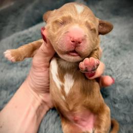 Casanova - Red  male Goldendoodle puppy in Bradenton, Florida from Christianna’s Mini Goldendoodles