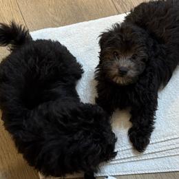 Poodles from JennieMiniPets