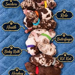 Twix - Chocolate merle male Bernedoodle puppy in Richmond, Texas from Harper’s Heartbeats