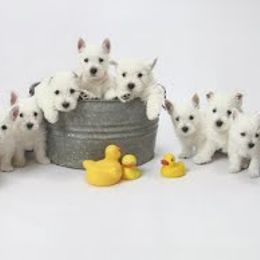 West Highland White Terriers from Ashgate