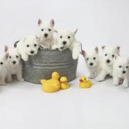 West Highland White Terriers from Ashgate