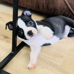 Boston Terrier Puppies from Gold Buckle Kennel