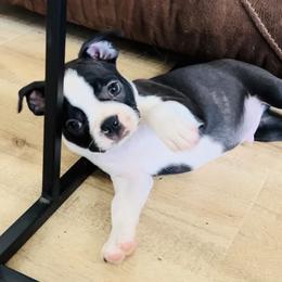 Boston Terrier Puppies from Gold Buckle Kennel