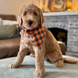 Woodstock (Orange Collar) - Red  male Goldendoodle puppy in Bay City, Texas from Charming Doods