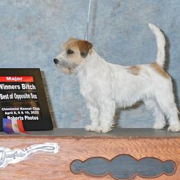 Bichon Frise, Russell Terrier, and Shetland Sheepdog All Grown Up from Mountain Ash Farms