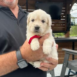 Ms. Red - Light golden female Golden Retriever puppy in Crestview, Florida from Pushin’ Sand Goldens
