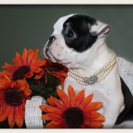 Angel Cake - Black and white female Boston Terrier puppy in North Central, Vermont from Windy Valley’s Bostons