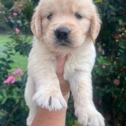 White collar - Golden female Golden Retriever puppy in Jesup, Georgia from Painted Platinum Retrievers (Painted Platinum Kennel) PPK