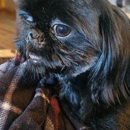 RAVEN - Shih Tzu