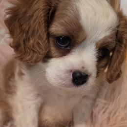 Boy 2 - Black and white male Cavalier King Charles Spaniel puppy in Marshfield, Missouri from Puppyloversplace