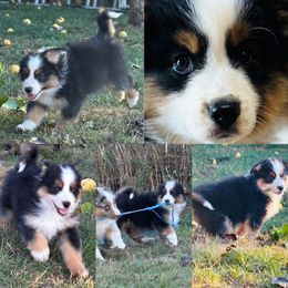 Raven - Black tri female Miniature American Shepherd puppy in Spanaway, Washington from Meadow Run Mini American Shepherds