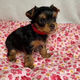 Blossom - Black and tan female Yorkshire Terrier puppy in Clay, New York from Jill Brown