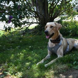 Colt - Labrador Retriever