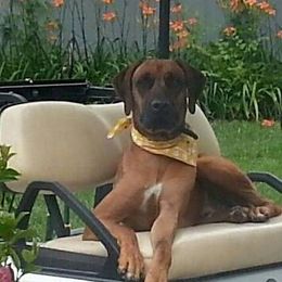 Rhodesian Ridgebacks from Bar B Ridgebacks