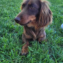 Hazel - Dachshund