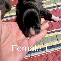 Boxer Puppies from Abney’s Boxers of Bowling Green
