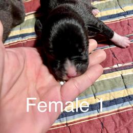 Boxer Puppies from Abney’s Boxers of Bowling Green