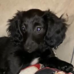 Star - Dachshund