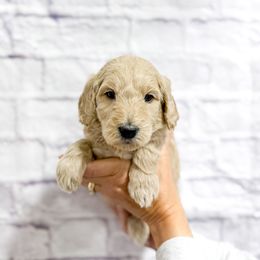 Ellen - Cream female Goldendoodle puppy in Jackson, Tennessee from Doodlebug Farms