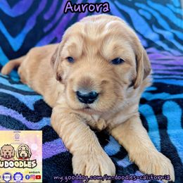 Aurora - Apricot female Goldendoodle puppy in Santa Cruz, California from Lu Doodles