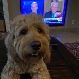 Bernedoodle, Goldendoodle, and Aussiedoodle All Grown Up from Arizona Goldendoodles