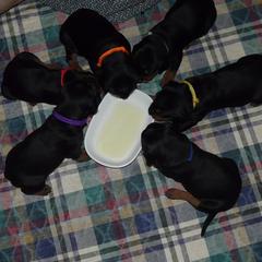 German Pinscher Puppies from LinDee Kennel