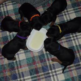 German Pinscher Puppies from LinDee Kennel