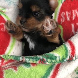 Yorkshire Terrier Puppies from Jackie Jenny’s Precious Yorkies