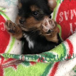 Yorkshire Terrier Puppies from Jackie Jenny’s Precious Yorkies