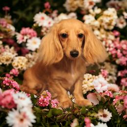 Swannee - Dachshund