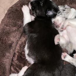 Border Collie Puppies from Roaring River Border Collies