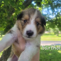 Bartholomew - Sable and white male Collie puppy in Mattoon, Illinois from Gold Leaf Collies