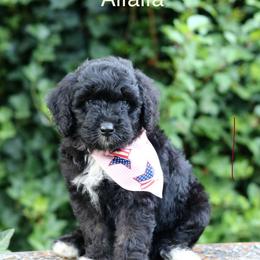 Alfalfa - Black and white male Aussiedoodle puppy in Lexington, Alabama from Johnson’s Highland Pride Aussiedoodles