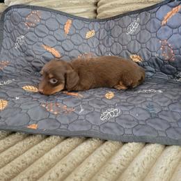 Chester - Chocolate and tan male Dachshund puppy in Moriarty, New Mexico from SW Doxie Hounds