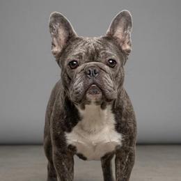 Bluey - French Bulldog
