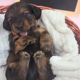 Orange collar/ Tootsie - Dachshund puppy from Northland Dachshunds