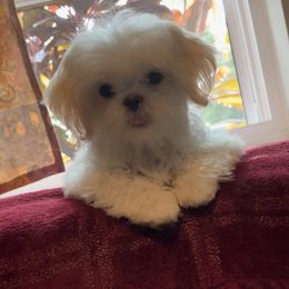 Shih Tzu Puppies from Prescious Shih Tzu’s