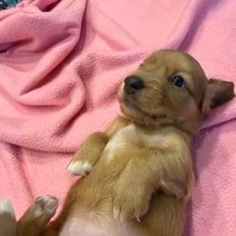Girl 1 - Dapple female Dachshund puppy in Surprise, Arizona from Mighty Little Dachshunds