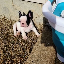 French Bulldog Puppies from Cry Havoc Frenchies