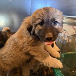 Betty Lou - Tan female Colorado Mountain Dog puppy in Colorado Springs, Colorado from Sharp Guardians and Goldens