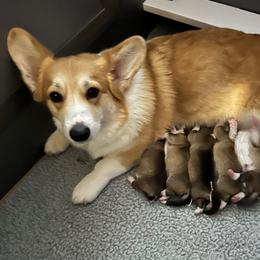 Pembroke Welsh Corgi Puppies from Timberside