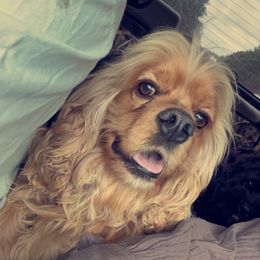 Louie - Cocker Spaniel