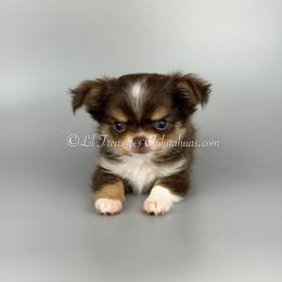 Plum - Chocolate and tan female Chihuahua puppy in Anderson, South Carolina from Lil Treasures Chihuahuas