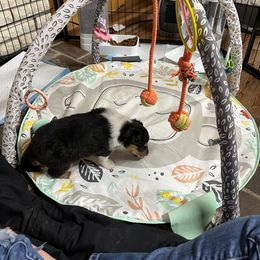 Collie and Yorkshire Terrier Puppies from Jolly Collies & Kingdom Elite Yorkshire Terriers