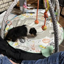 Collie and Yorkshire Terrier Puppies from Jolly Collies & Kingdom Elite Yorkshire Terriers