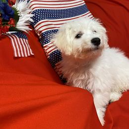Bichon Frise All Grown Up from BichonSTL