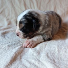 Boy 3 - Blue merle Australian Shepherd puppy in Sanger, California from A&M Australian Shepherds